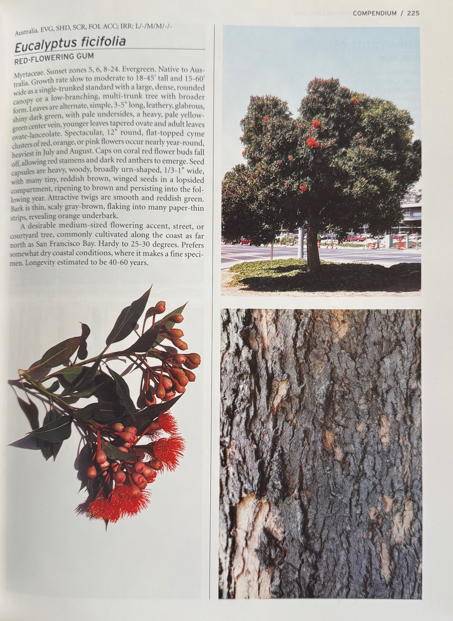 Trees of the California Landscape: A Photographic Manual of Native and ...