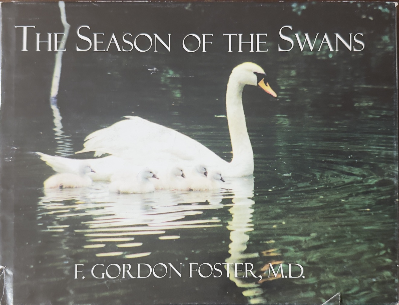 Image for The Seasons of the Swans The Seasons of the Swans
